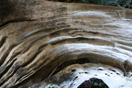 wood texture on the groundの写真素材