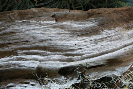 wood texture on the groundの写真素材