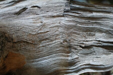 wood texture on the groundの写真素材