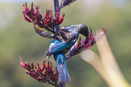 Tui and Flaxの写真素材