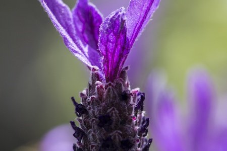 Close up of single purple lavender flowerの写真素材