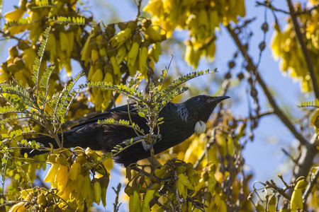Tui in Kowhai treeの写真素材