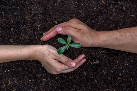 Close-up shot of two people holding small tree saplings in the ground with their hands, planting trees to conserve and reduce global warming. Tree planting ideas to increase air oxygen production.の写真素材