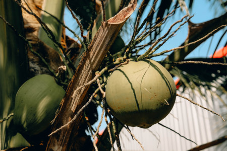Coconut on the coconut tree, coconuts can be eaten both with water and meat, the coconut water has a sweet and fragrant taste while the meat is white and crispy.の写真素材