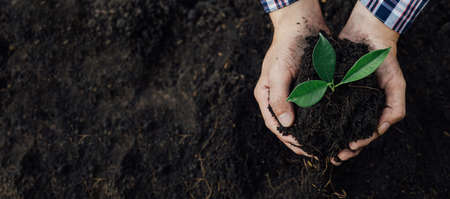 A man is planting tree saplings into the soil in a tropical forest, planting a replacement tree to reduce global warming. The concept of saving the world and reducing global warming.の写真素材
