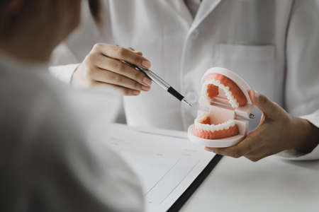 Dentists hold dental models used for dental care consultations, dental clinics, dental and oral treatments and treatments, patients undergo dental care consultations. Dental concept.の写真素材
