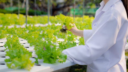 Researchers in hydroponic vegetable gardens are collecting samples to test vegetables grown from research water and examining the water used for growing hydroponic vegetables on the farm.の写真素材