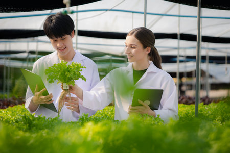 Researchers in hydroponic vegetable gardens are collecting samples to test vegetables grown from research water and examining the water used for growing hydroponic vegetables on the farm.の写真素材