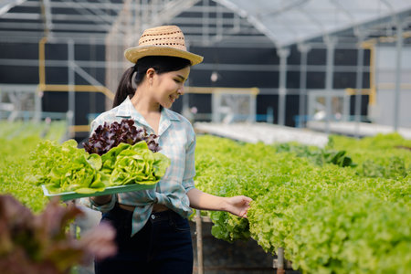Woman picking hydroponics vegetables in the farm, grows wholesale hydroponic vegetables in restaurants and supermarkets, organic vegetables. new generations growing vegetables in hydroponics conceptの写真素材