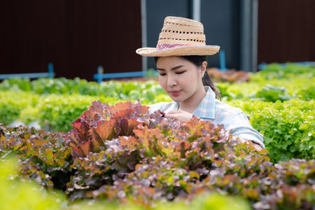 woman in the hydroponic vegetable farm grows wholesale hydroponic vegetables in restaurants and supermarkets, organic vegetables. new generations growing vegetables in hydroponics conceptの写真素材