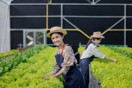 woman in the hydroponic vegetable farm grows wholesale hydroponic vegetables in restaurants and supermarkets, organic vegetables. new generations growing vegetables in hydroponics conceptの写真素材