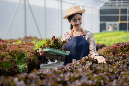 woman in the hydroponic vegetable farm grows wholesale hydroponic vegetables in restaurants and supermarkets, organic vegetables. new generations growing vegetables in hydroponics conceptの写真素材