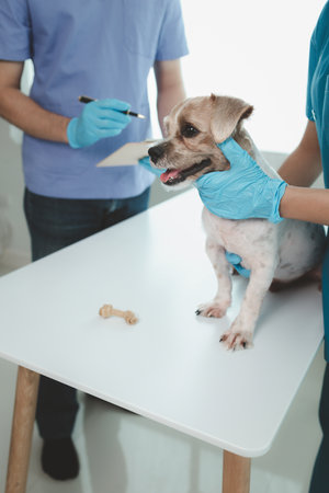 Animal hospital examination room has a dog with a veterinarian and an assistant. The veterinarian is examining the dog's body to find the cause of the illness. Animal treatment concept.の写真素材