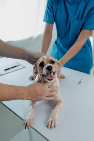 Animal hospital examination room has a dog with a veterinarian and an assistant. The veterinarian is examining the dog's body to find the cause of the illness. Animal treatment concept.の写真素材