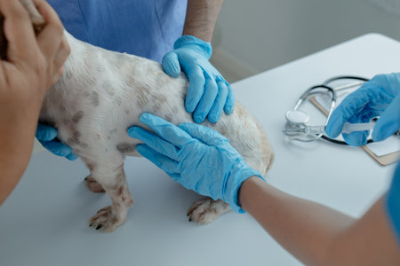 Animal hospital examination room has a dog with a veterinarian and an assistant. The veterinarian is examining the dog's body to find the cause of the illness. Animal treatment concept.の写真素材