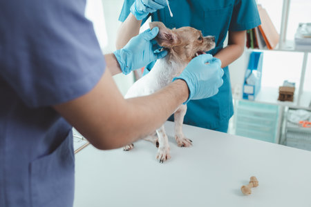 Animal hospital examination room has a dog with a veterinarian and an assistant. The veterinarian is examining the dog's body to find the cause of the illness. Animal treatment concept.の写真素材