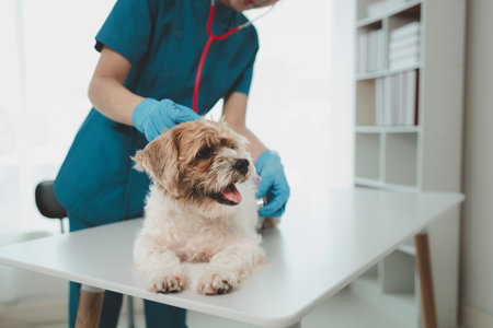 Veterinarian is working in animal hospital, A veterinarian is examining a dog to see what disease it is suffering from, The little dog was being examined by a veterinarian at a clinic.の写真素材
