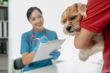 Veterinarian is working in animal hospital, A veterinarian is examining a dog to see what disease it is suffering from, The little dog was being examined by a veterinarian at a clinic.の写真素材