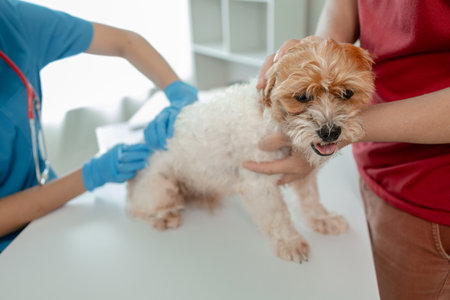 The dog's owner took the dog to the hospital to be examined by a veterinarian for the cause of his illness, There was a dog on the table and was thoroughly examined by the vet.の写真素材