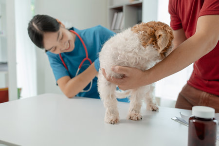 The dog's owner took the dog to the hospital to be examined by a veterinarian for the cause of his illness, There was a dog on the table and was thoroughly examined by the vet.の写真素材