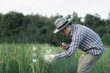The hands of a farmer close-up holding a handful of ear of rice in a rice field, Close up nature photo Idea of a rich harvest, Young farmer standing in a green wheat field examining crop.の写真素材