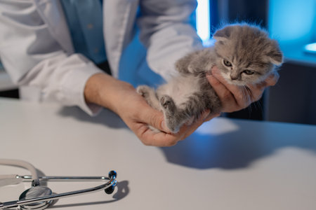 a lovely little kitten is examined by a veterinarian, a veterinary is examining a fluffy adorable kitten in animal hospital, vaccination is important for pet, little paw of catの写真素材