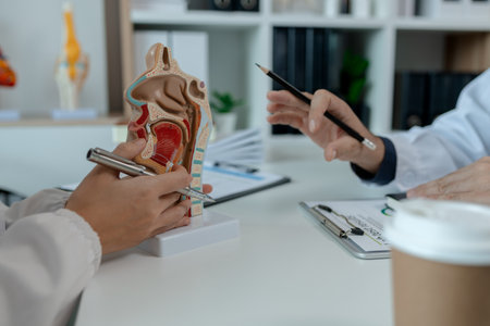 two ENT specialists are discussing the most appropriate treatment for a patient, the two doctors are exchanging their opinions on ENT treatment, anatomy, stethoscope, modelの写真素材