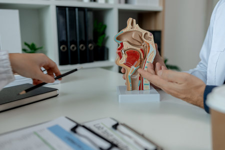 two ENT specialists are discussing the most appropriate treatment for a patient, the two doctors are exchanging their opinions on ENT treatment, anatomy, stethoscope, modelの写真素材