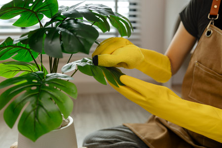 cleaning every single furnitures and decorations to keep them clean and neat before her parent back home, remove dust in living room with spray and towel, wearing gloves and apron.の写真素材