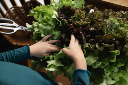 Hands are selecting fresh salad vegetables in a basket to be cooked, a girl is selecting salad...
