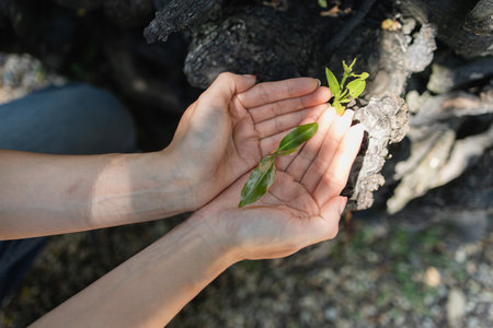 hands holding a small tree, plants growing in the palm of the hand, natural environment, small trees, sustainable abundance, conservation, gardening, planting, greeneryの写真素材