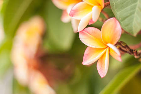 Frangipani flower blossom in gardenの写真素材