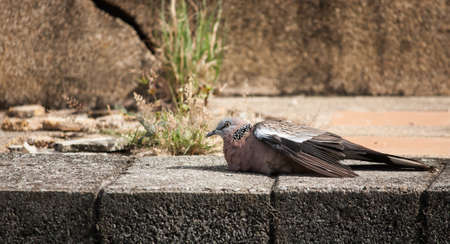 gray pigeon rest on footpath near carck wallの写真素材