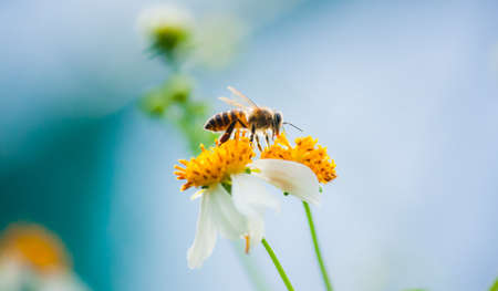 bee find nectar on the white flowerの写真素材
