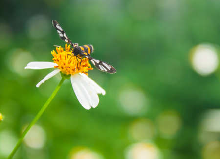 bee find nectar on the white flowerの写真素材