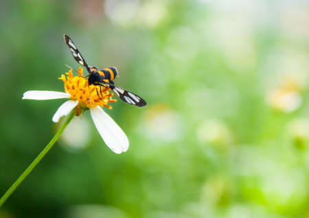 bee find nectar on the white flowerの写真素材