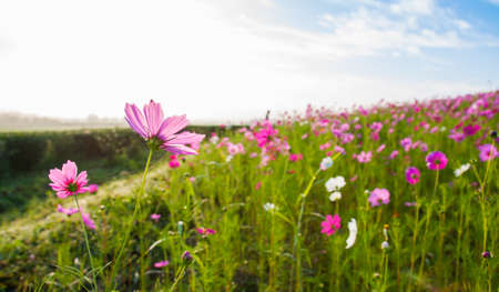 A pink cosmos flowers in flowers fieldの写真素材