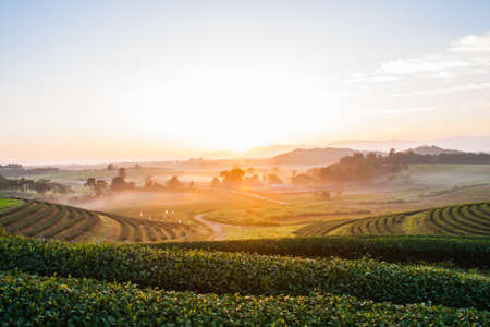 A fresh row tea plantation in sun riseの写真素材