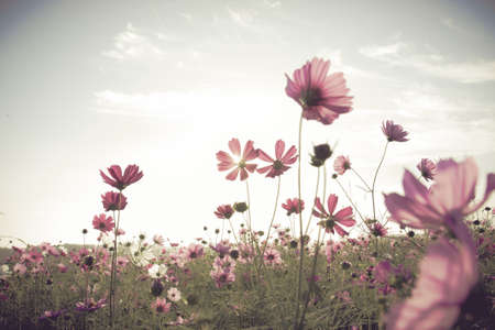 Vintage Cosmos flowers field in sunset timeの写真素材
