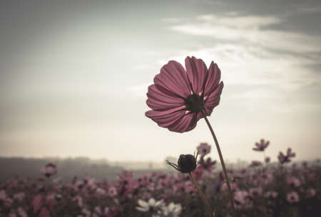Vintage Cosmos flowers field in sunset timeの写真素材