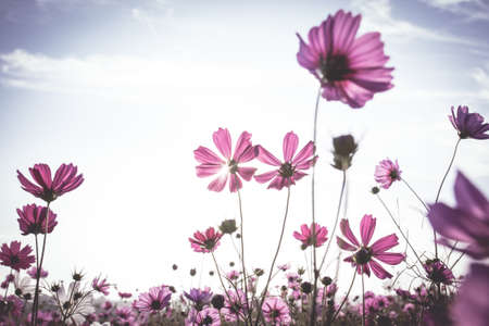 Vintage Cosmos flowers field in sunset timeの写真素材