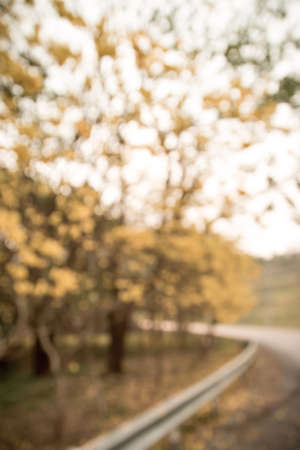 Abstract nature background yellow treeの写真素材
