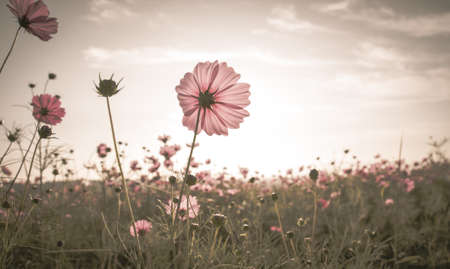 Vintage Cosmos flowers field in sunset timeの写真素材