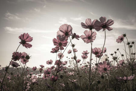 Vintage Cosmos flowers field in sunset timeの写真素材
