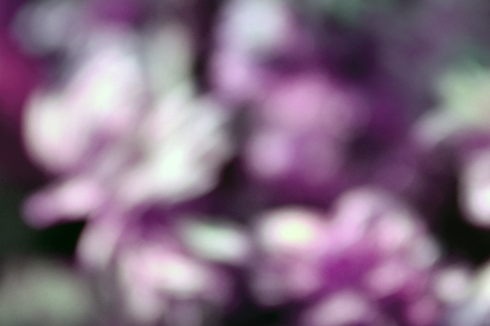 Abstract blur flower background. Unfocused.の写真素材