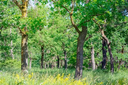 Bright forest filled with sun. There is a lot of tall grass between the trees. There are flowers in the foreground.の写真素材