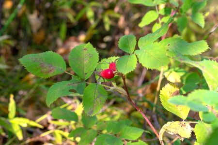 wild rosehip tree in the forest. rosehip fruit for herbal treatment. ripe fruit dogrose. treatment joints herbs. berry for the preparation of medical oil.の写真素材