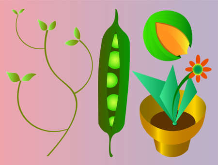 Seed and plant illustration.のイラスト素材