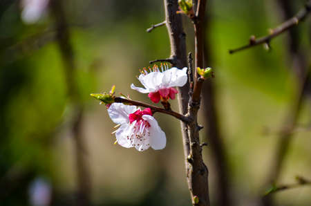 two apple blossoms flowers in the springの写真素材