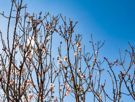 apple tree branch on spring with blue sky and sunny dayの写真素材